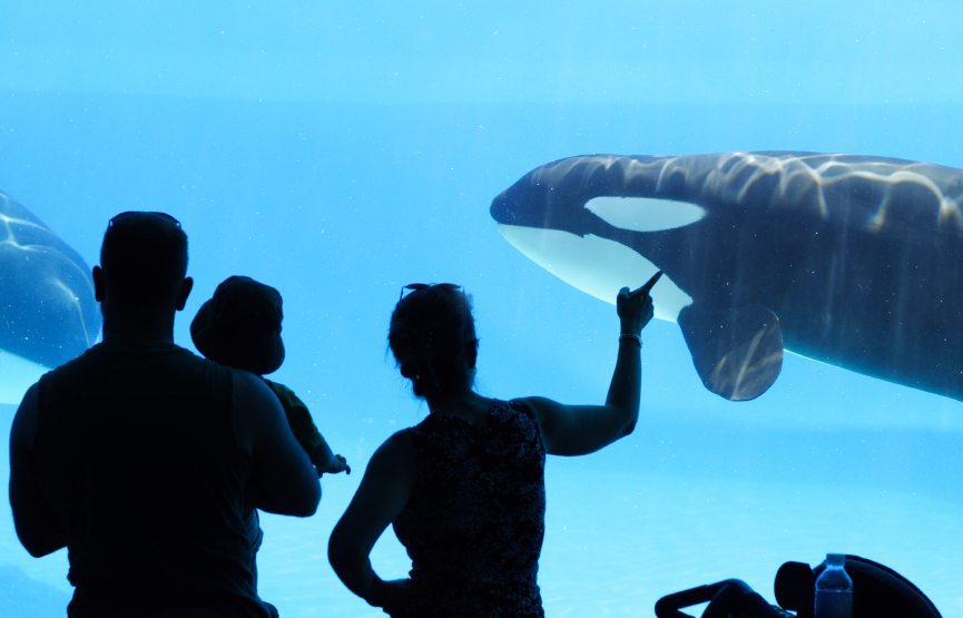 What an Orca Can Tell You About Leaving Your Job